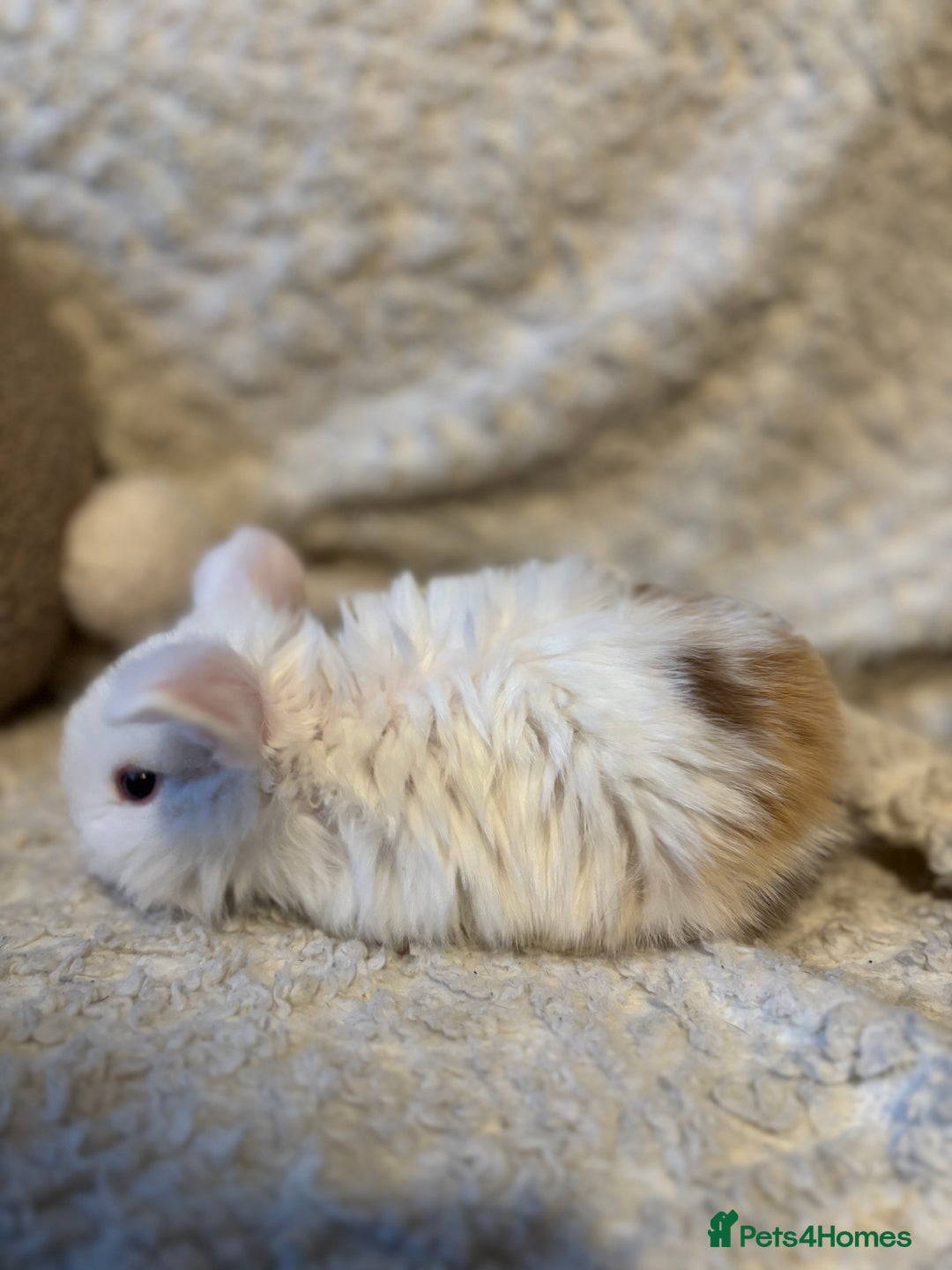 Mini Lop rabbits for sale: Mini lop babies 🫶🏻 ready to reserve ✨ - Image 19
