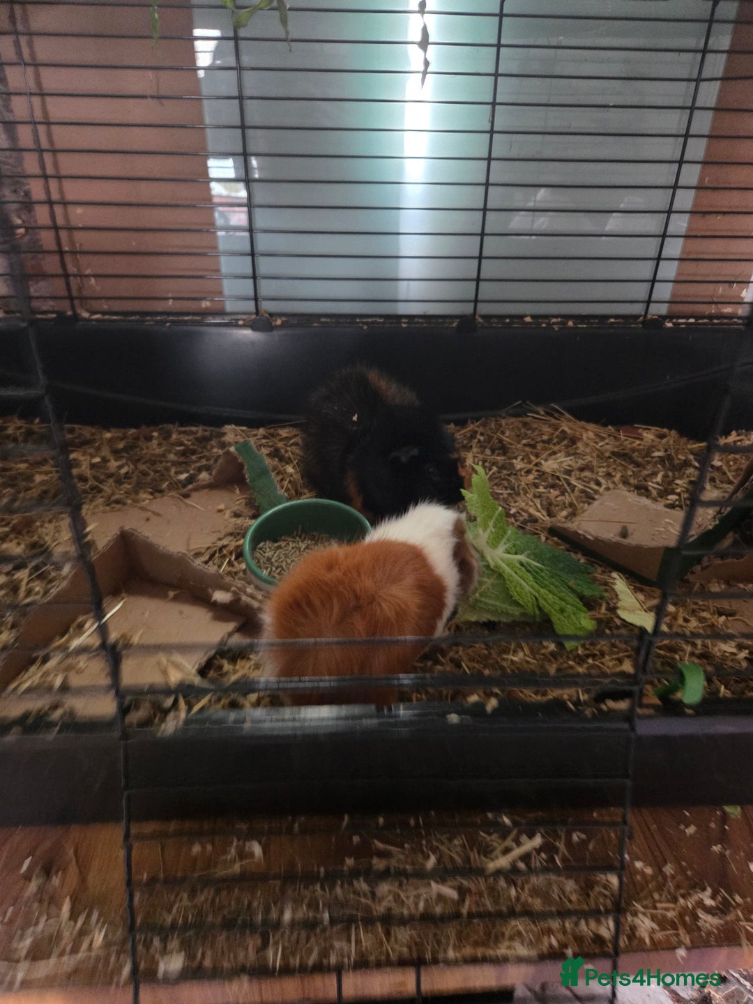 Guinea Pig rodents for sale: Two mail guinea pigs  - Advert 6