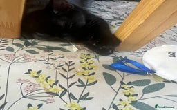 Domestic Shorthair cats for sale: Short haired domestic kittens 1 boy 1 girl in Huntingdon - Image 13