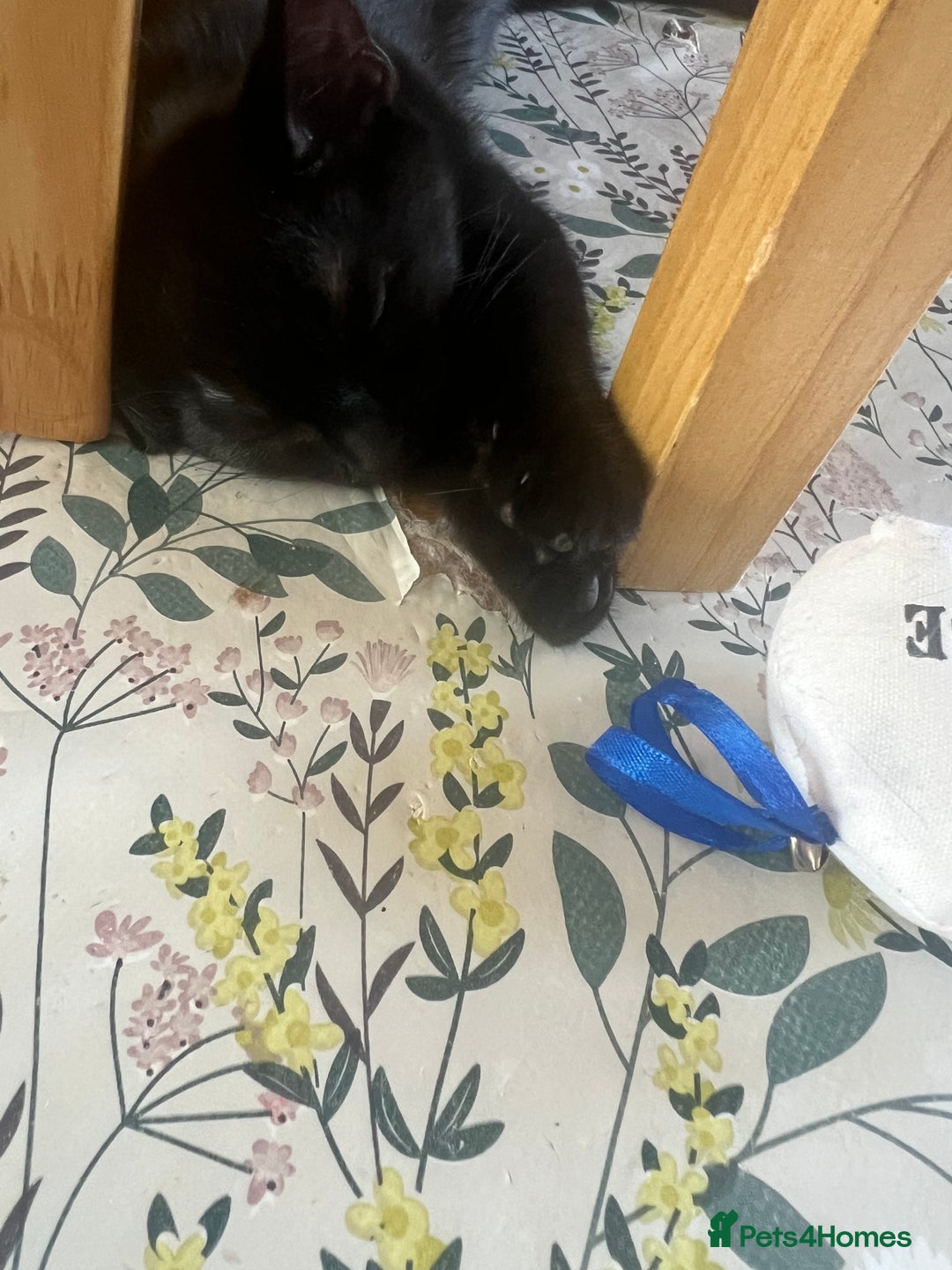 Domestic Shorthair cats for sale: Short haired domestic kittens 1 boy 1 girl in Huntingdon - Image 13