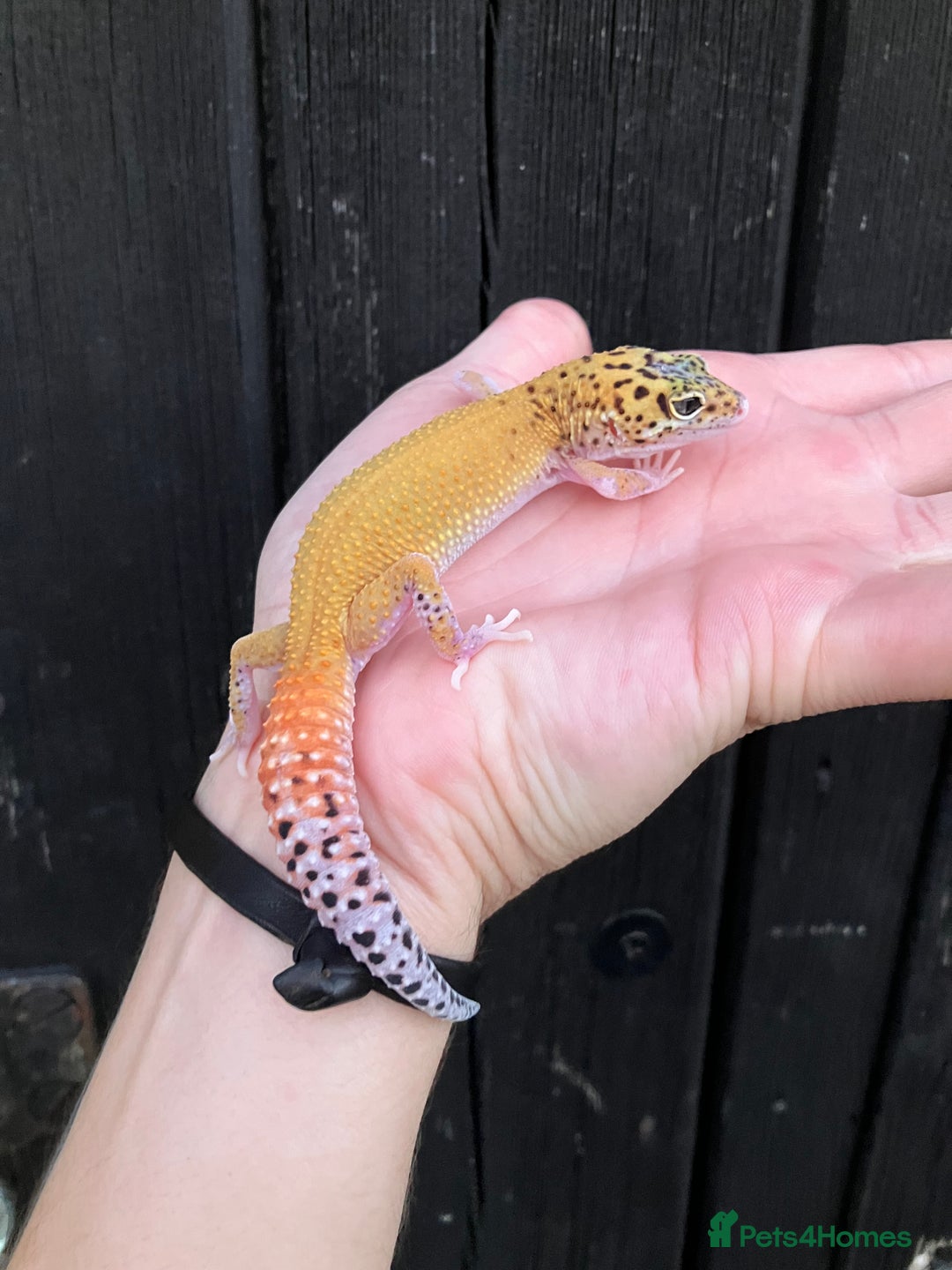 Leopard Gecko reptiles for sale: Baby Leopard Geckos in Downham Market - Image 2
