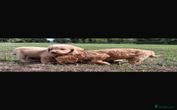 Mini Goldendoodle dogs for sale: F1 Goldendoodle puppies  - Image 20
