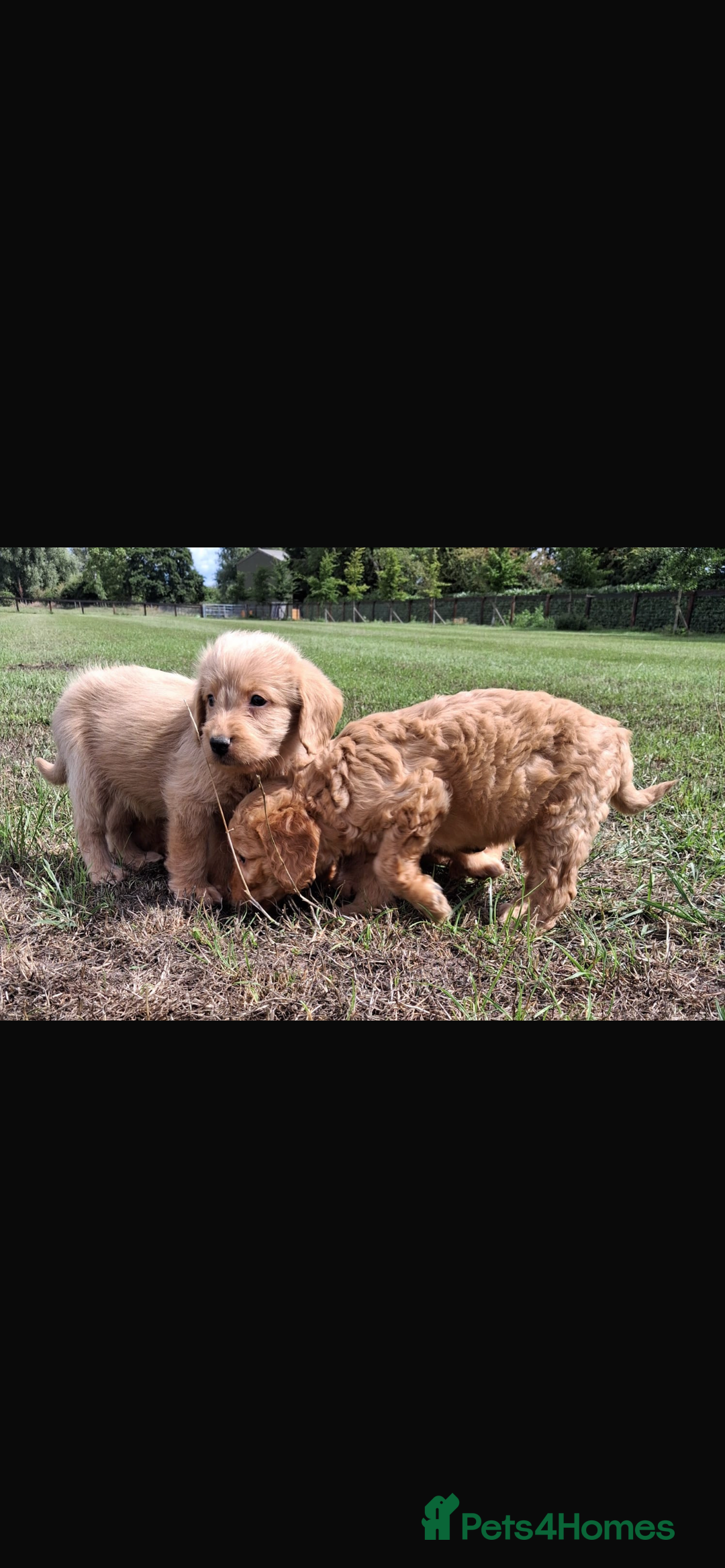 Mini Goldendoodle dogs for sale: F1 Goldendoodle puppies  - Image 20