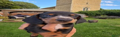 Dachshund 7