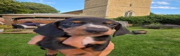 Dachshund dogs for sale: KC reg Standard Dachshund Puppies - Advert 6