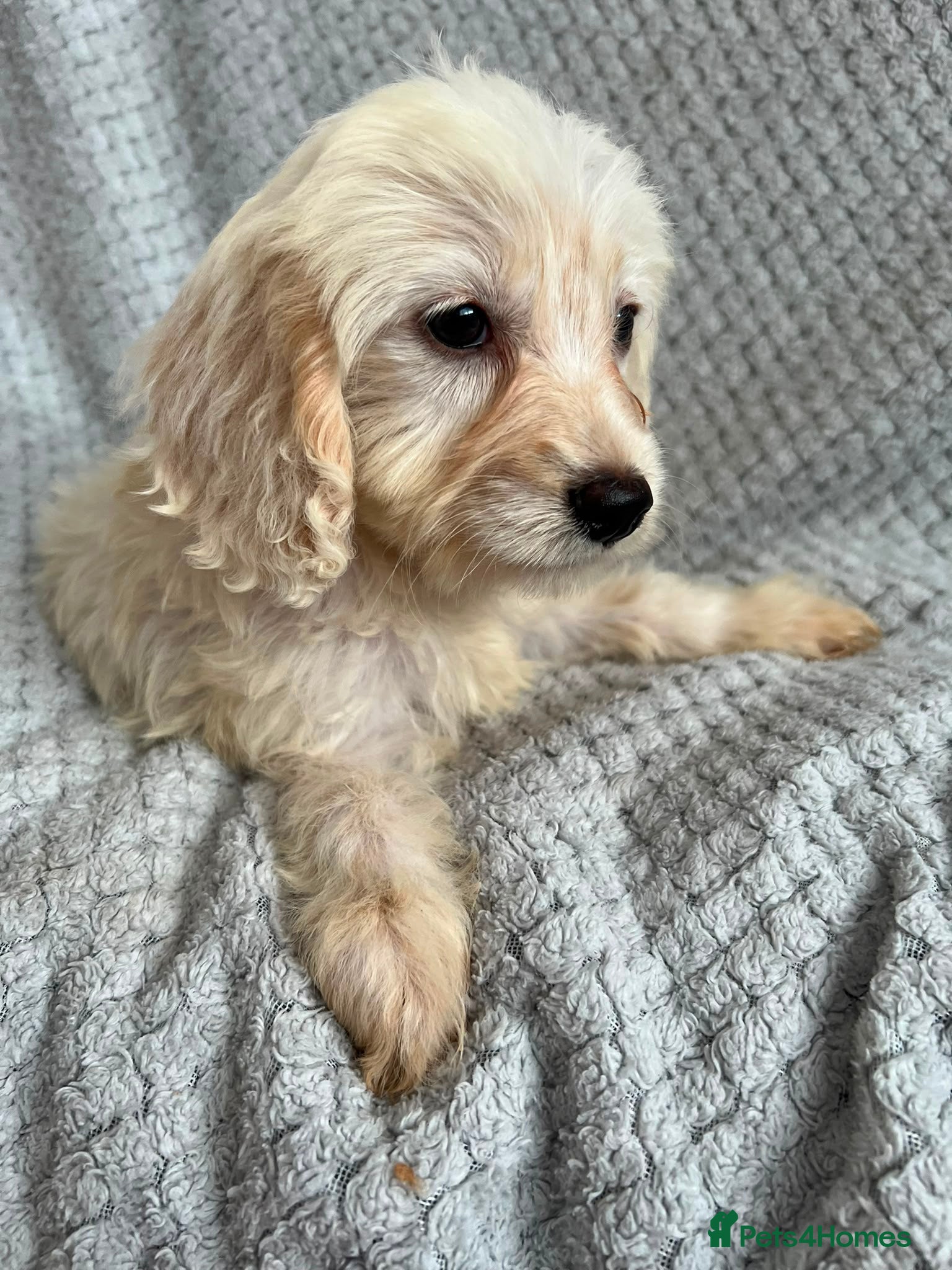 Cockapoo dogs 1 male 1 female Cockapoo puppies  - Advert 18