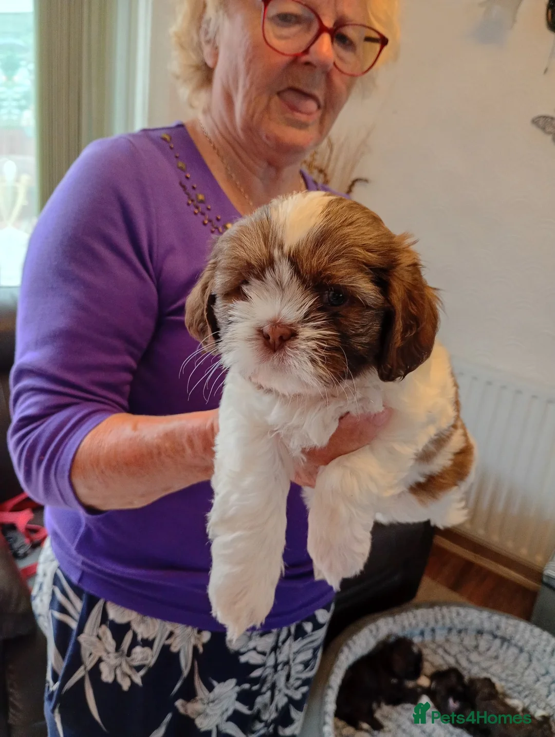 Shih Tzu dogs for sale: Shih tzu puppies for sale  - Advert 5