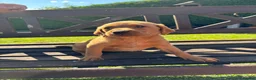 Labrador Retriever dogs for sale: KC Registered Fox red Labrador puppies in Newtown - Advert 7