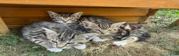 Mixed Breed cats for sale: Three beautiful kittens  - Advert 17