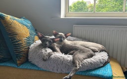 Oriental cats for sale: Oriental and Siamese cats for adoption - Image 10