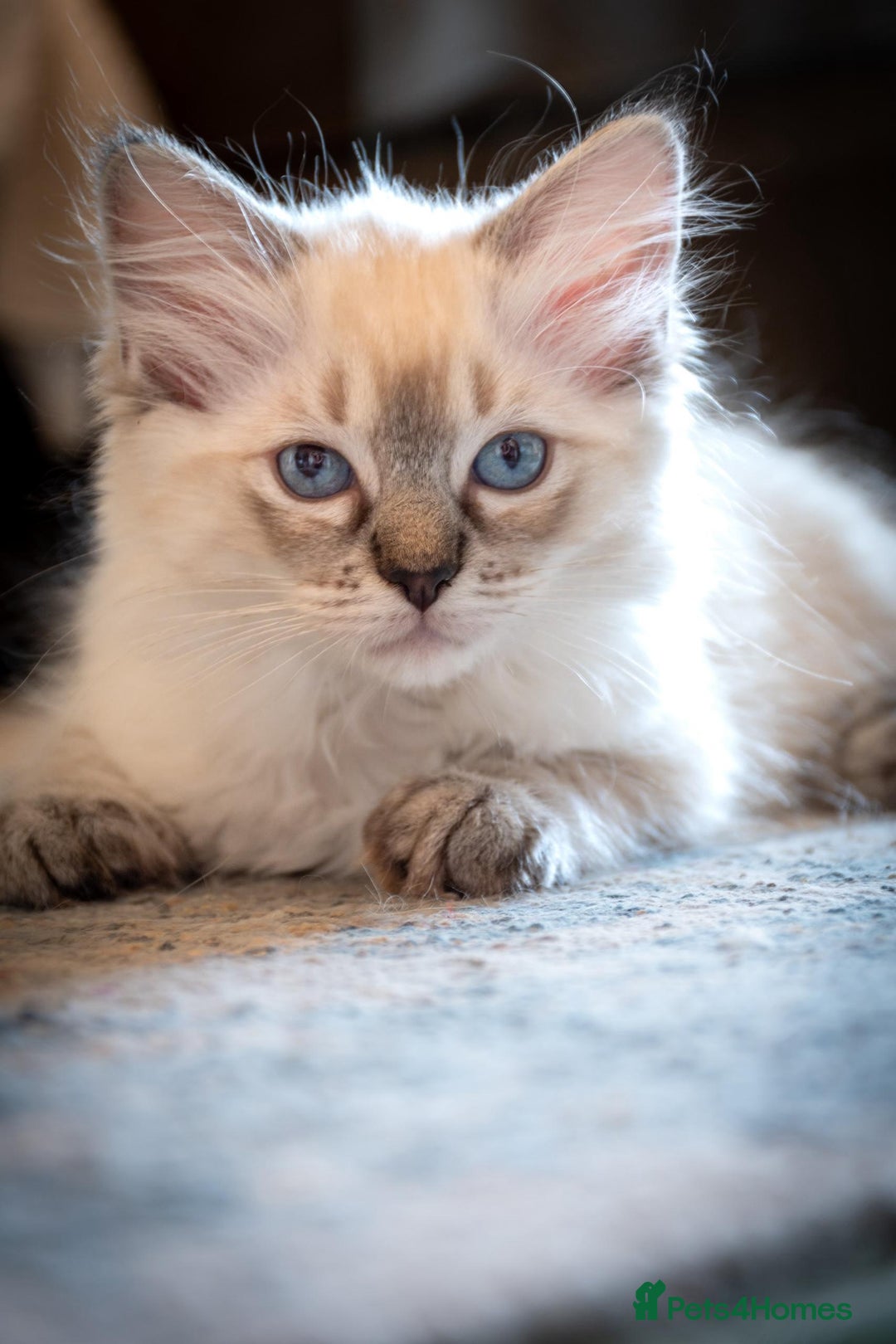 Ragdoll cats for sale: Ready Now GCCF Ragdoll Kittens Irresistibly Cuddly - Image 22