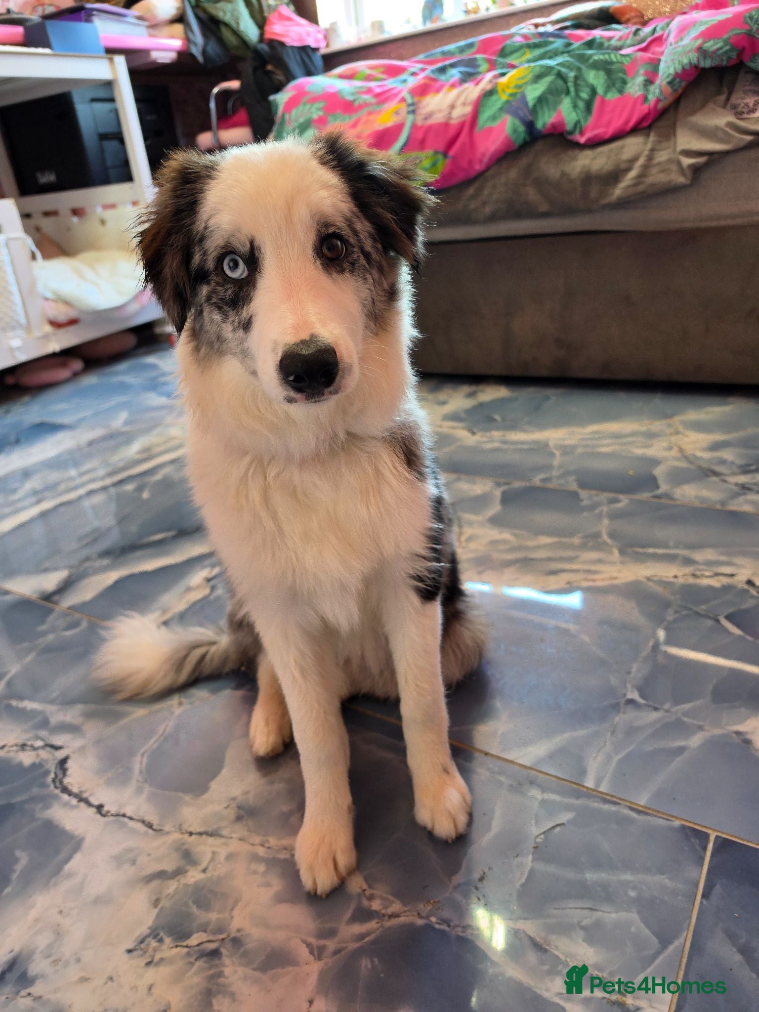 Border Collie dogs Blue merle border collie for sale  - Advert 2