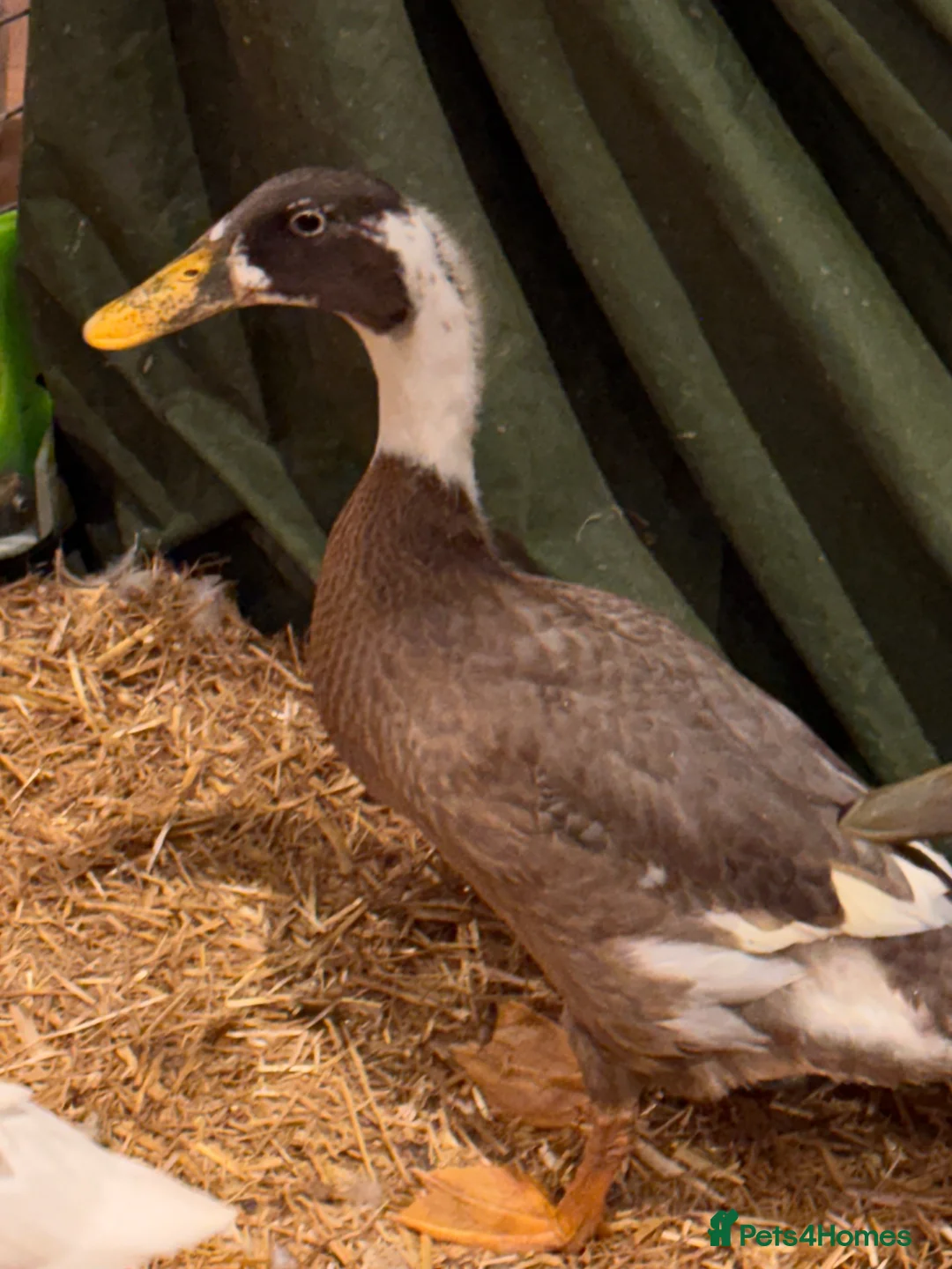 Ducks poultry for sale: Female runner ducks  - Advert 2