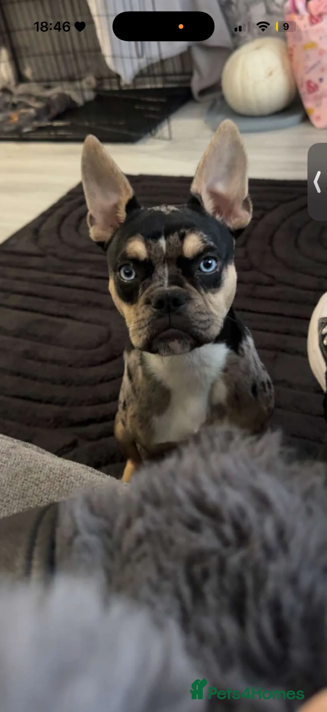 Mixed Breed dogs for sale: French x pocket  - Advert 1