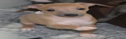 Italian Greyhound dogs for sale: One Fawn male Italian Greyhound - Advert 7