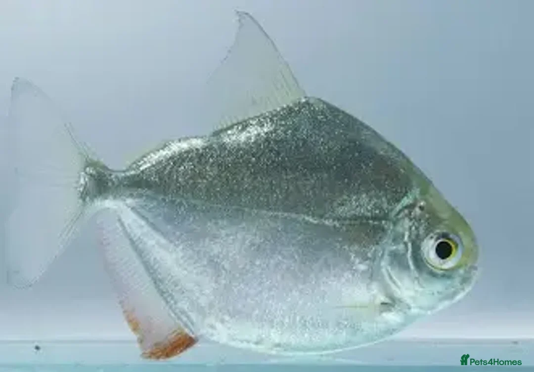 Cichlids fish for sale: South American cichlids all must go! - Image 8