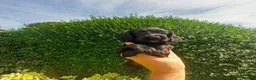 Cocker Spaniel dogs for sale: Working Cocker Spaniel Puppies boys and girls - Advert 9