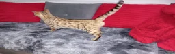 Bengal cats for sale: Snow bengal girl  - Advert 4
