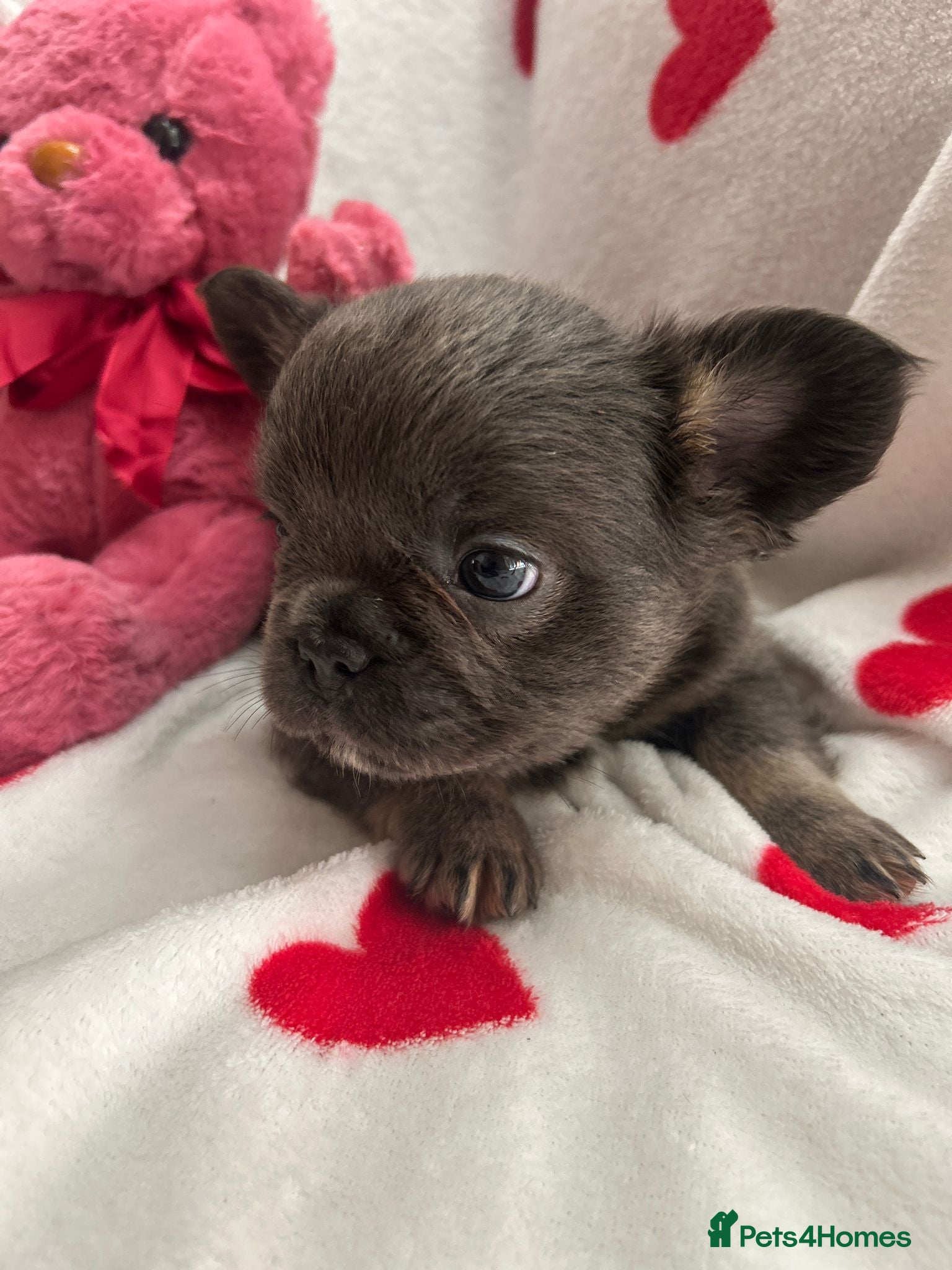 French Bulldog dogs Gorgeous Fluffy French Bulldog Puppies  - Advert 1
