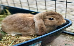 Mini Lop rabbits for sale: 4 x Beautiful Mini Lops for sale - Image 1