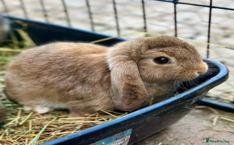 Mini Lop rabbits - Advert 4