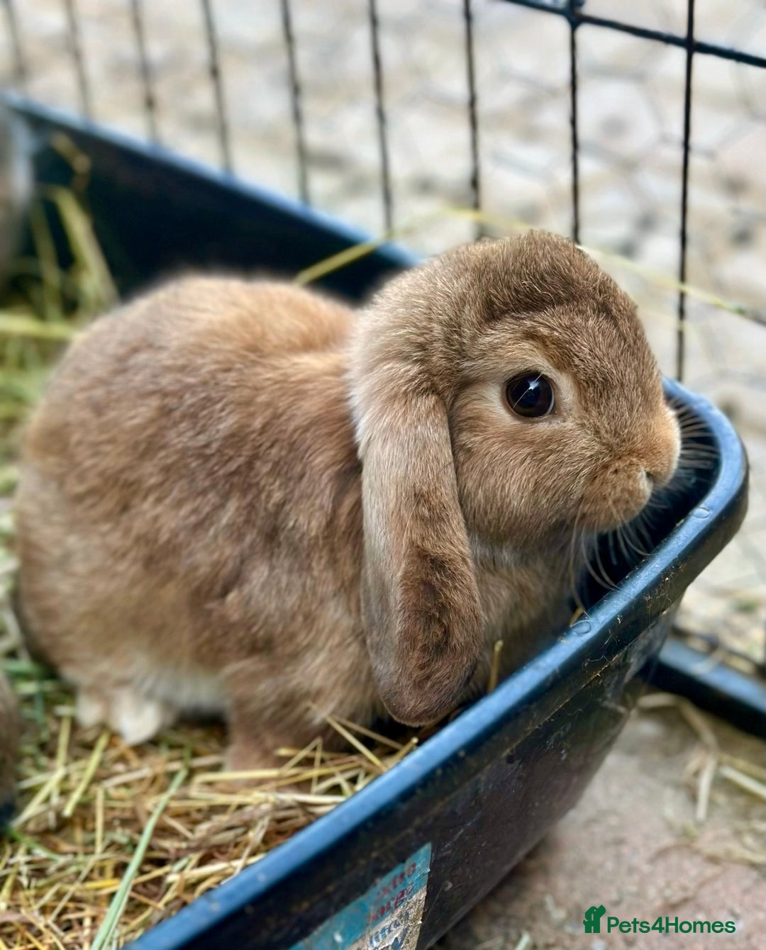 Mini Lop rabbits for sale: 4 x Beautiful Mini Lops for sale - Image 1