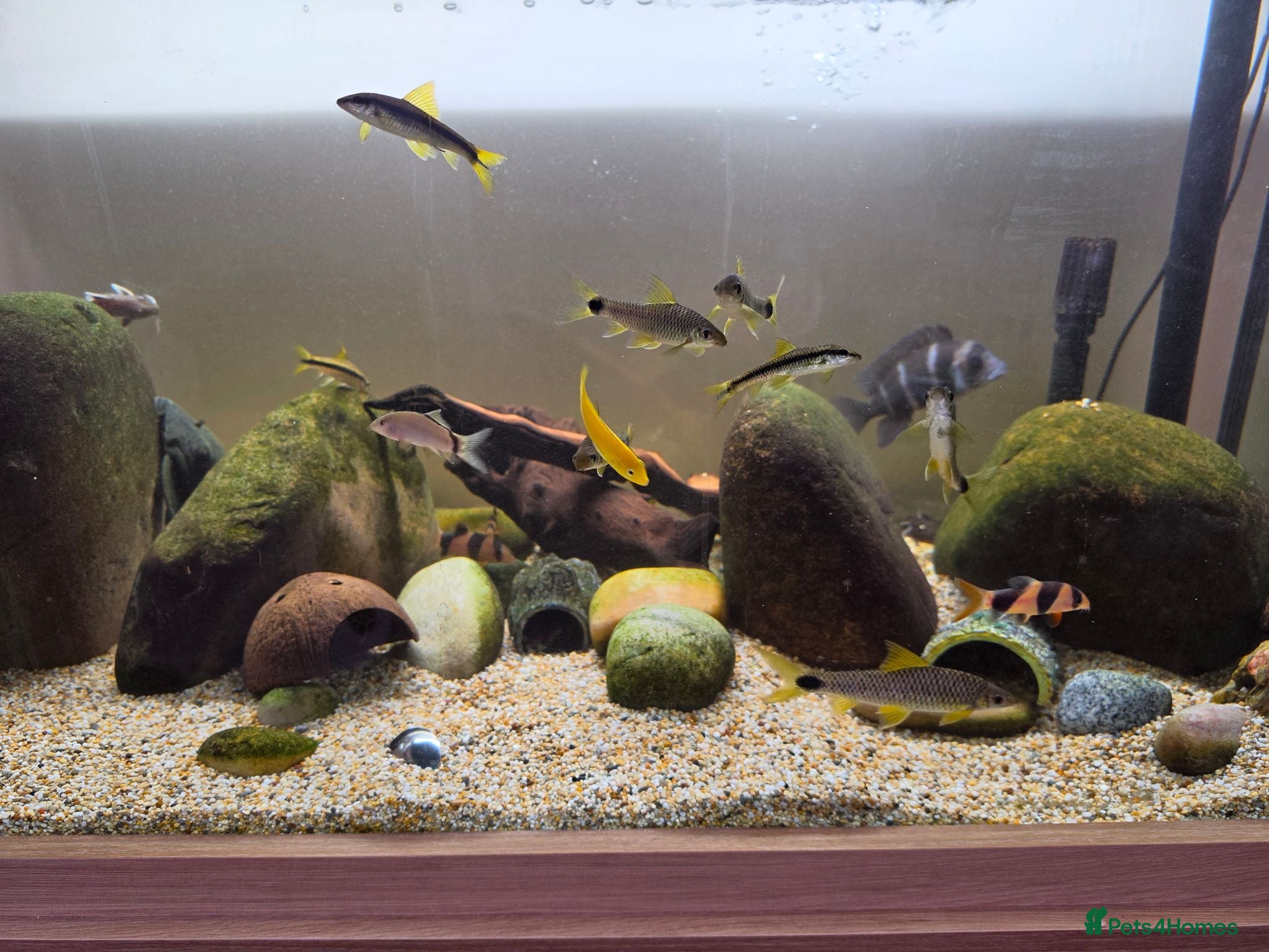 Other/Mixed Breed fish Siemese Flying Fox and Fish Net Flying Fox - Advert 1