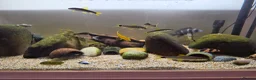 Other/Mixed Breed fish for sale: Siemese Flying Fox and Fish Net Flying Fox - Advert 1