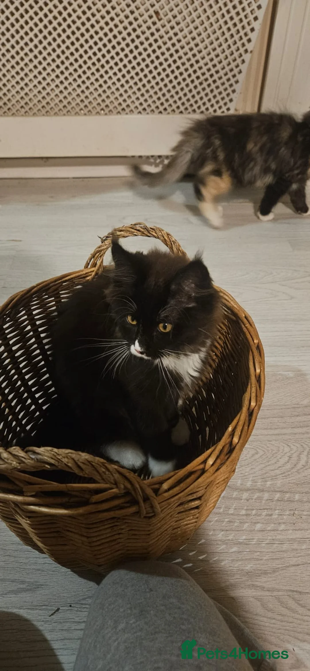 Maine Coon cats for sale: Boy and girl - Advert 2