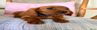 Cavapoo 2
