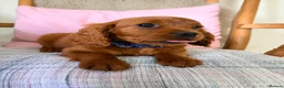 Cavapoo dogs for sale: Beautiful F2 Cavapoos - Advert 5