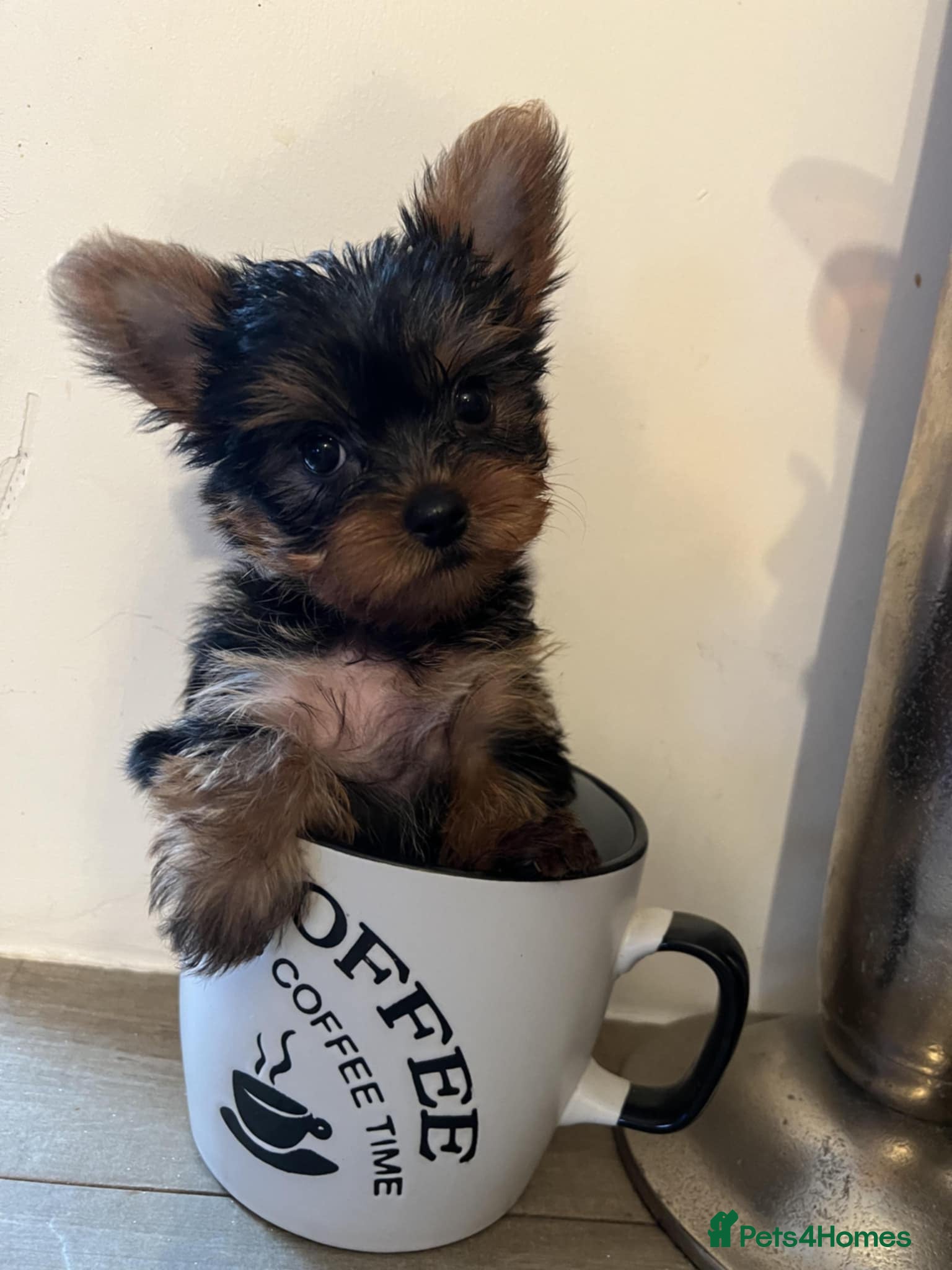 Yorkshire Terrier dogs Miniature Yorkshire Terrier Puppies - Advert 4