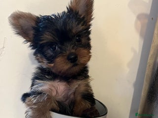 Yorkshire Terrier dogs Miniature Yorkshire Terrier Puppies - Advert 1