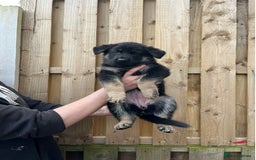 German Shepherd dogs for sale: healthy 8weeks old german shepherd puppies - Image 4