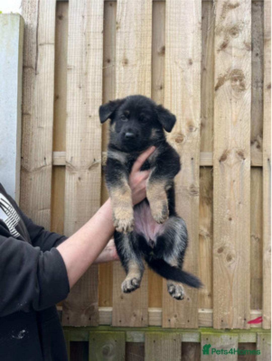 German Shepherd dogs for sale: healthy 8weeks old german shepherd puppies - Image 4