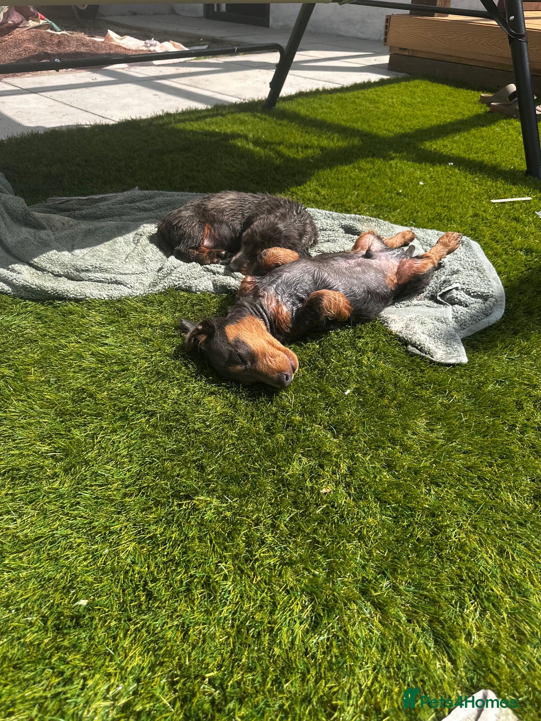 Miniature Dachshund dogs for sale: READY NOW 🤍MINIATURE LONG HAIR DACHSHUNDS  - Image 5