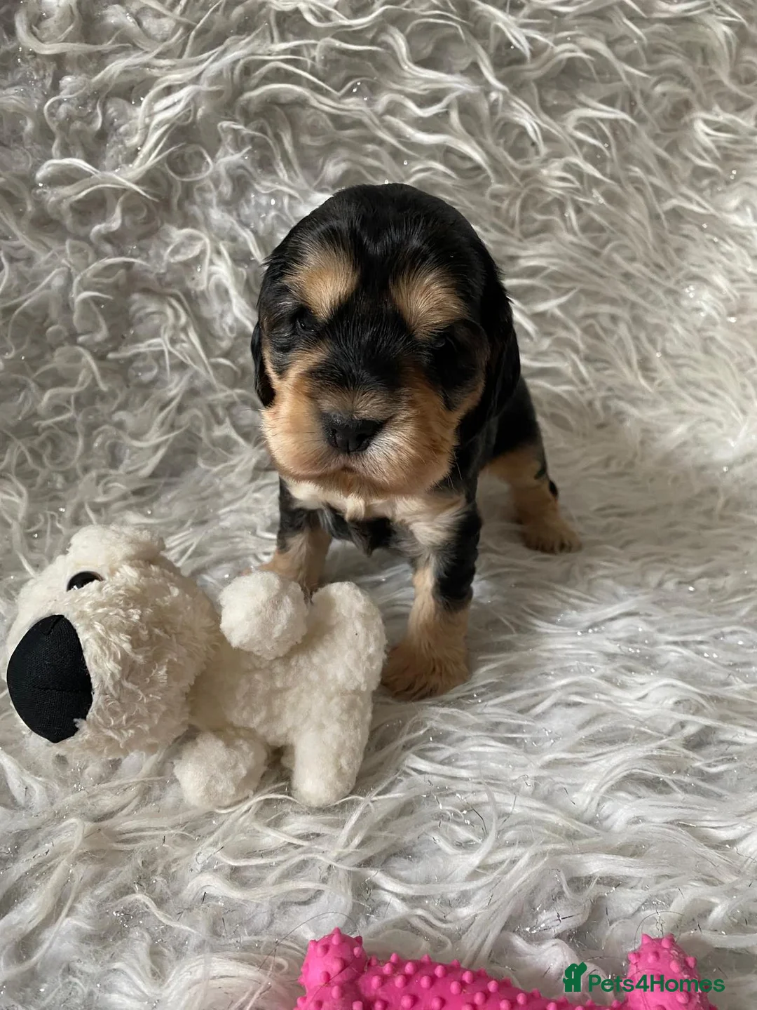 Cocker Spaniel dogs for sale: ☀️ DNA tested show type cocker spaniel girl ☀️ - Advert 37