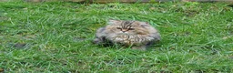 Mixed Breed cats for sale: 3 Persian & British Long hair kitten - Advert 8