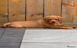 Labrador Retriever dogs for sale: Outstanding KC Registered Fox Red Labs  🐾🩵 in Newton Aycliffe - Image 1