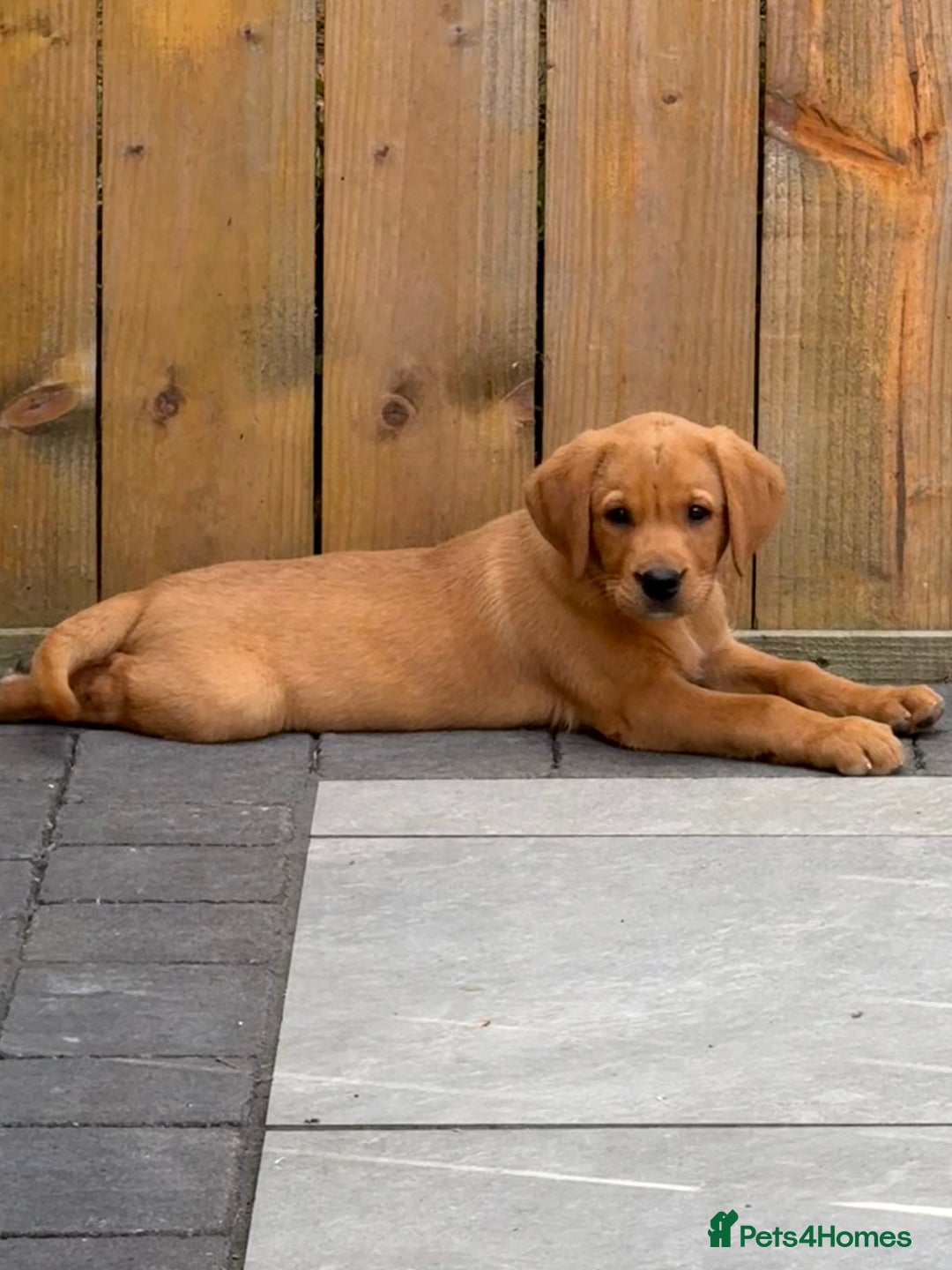 Labrador Retriever dogs for sale: Outstanding KC Registered Fox Red Labs  🐾🩵 in Newton Aycliffe - Image 1