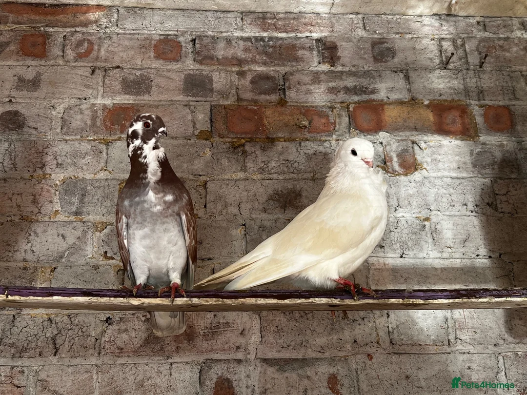 Pigeons birds for sale: Figuritas pigeoni  - Advert 9