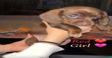 Dachshund dogs - Advert 5
