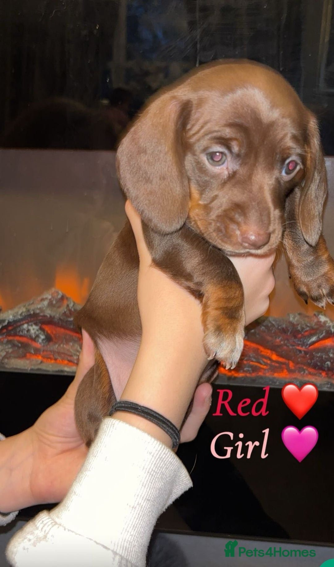 Dachshund dogs for sale: Beautiful miniature dachshund puppies - Image 3