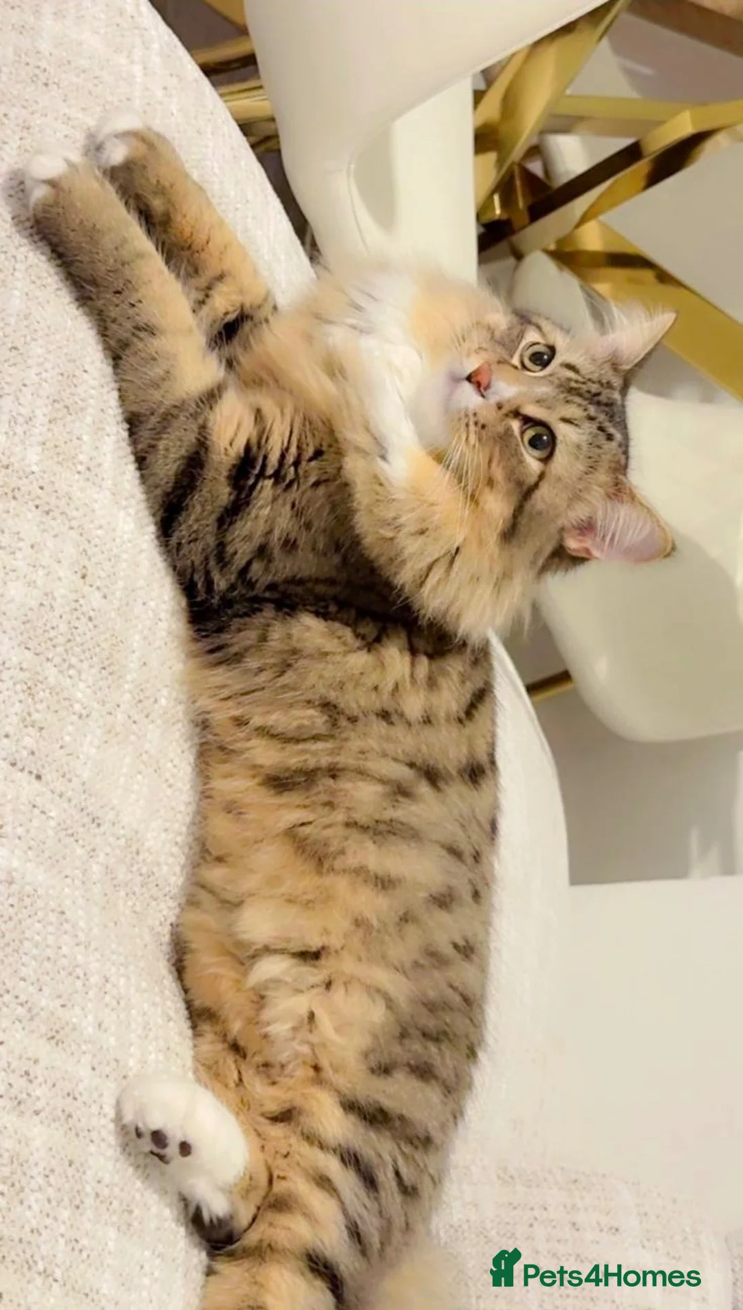 Maine Coon cats for sale: A Lovely Cat Looking for a Loving Forever Home 🏡 - Advert 2