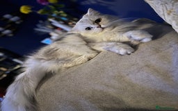 British Longhair cats for sale: Pet for rehome - Image 5