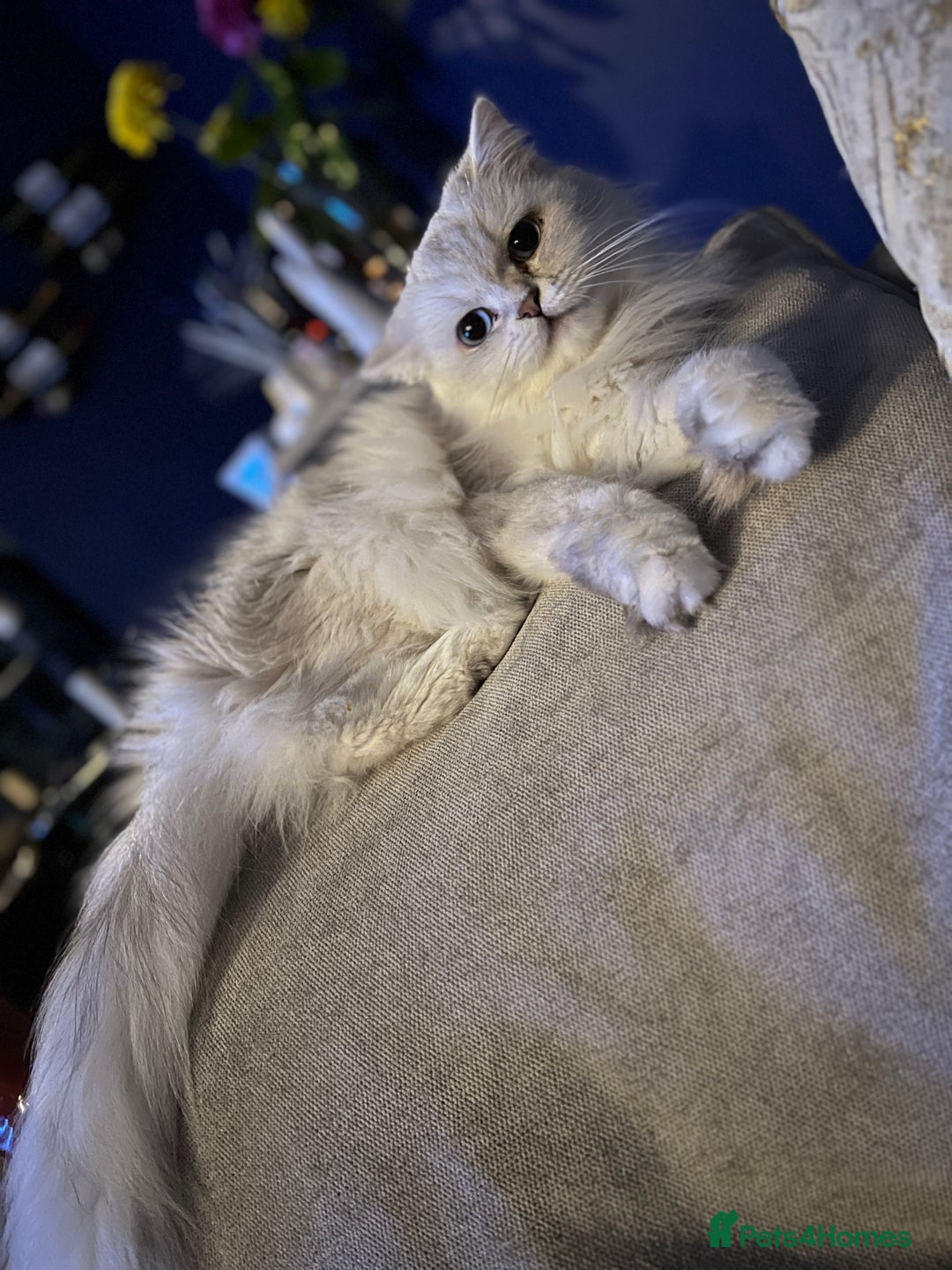British Longhair cats for sale: Pet for rehome - Image 5