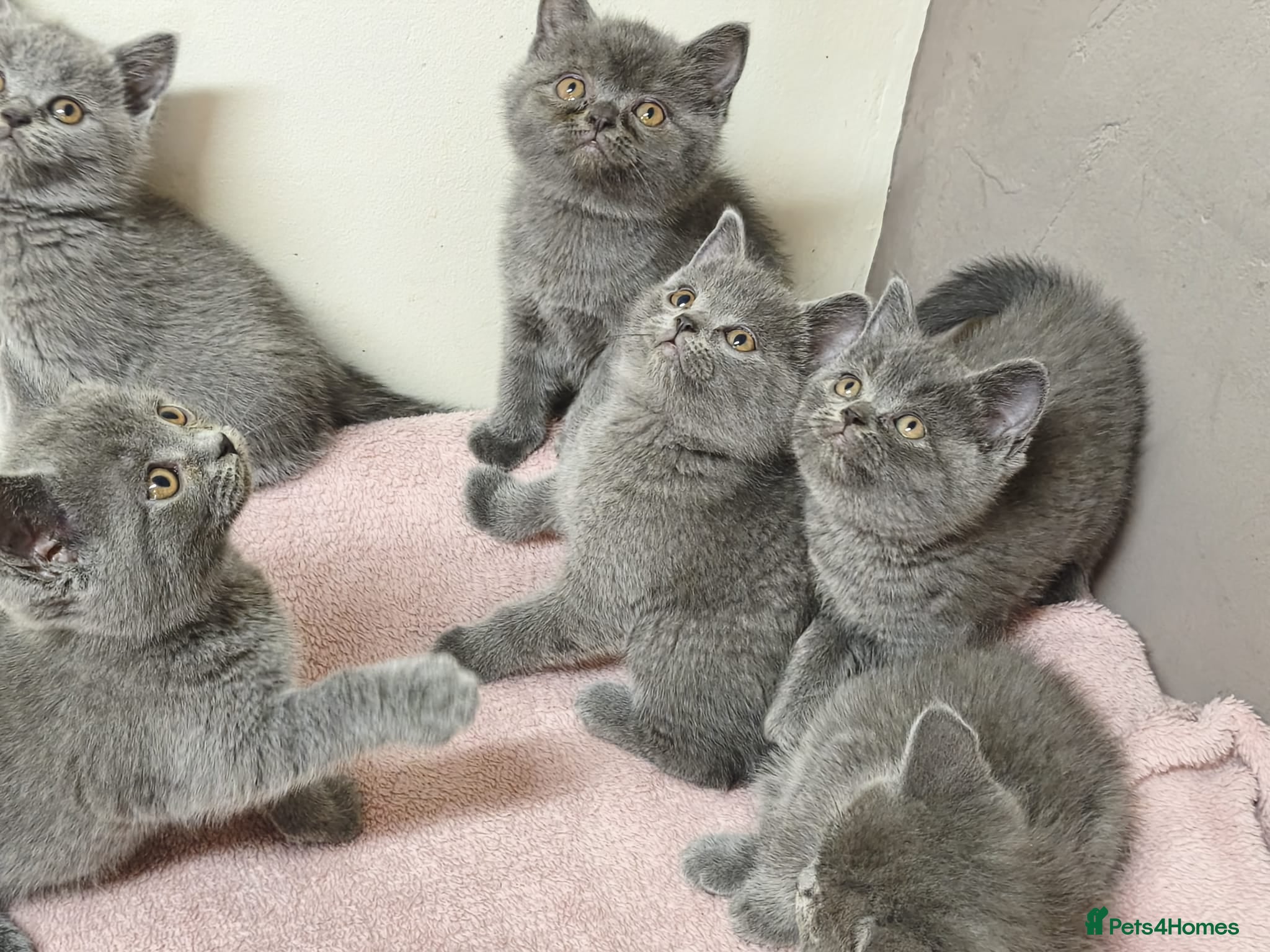 British Shorthair cats for sale: British Shorthair Kittens Imported Parents  - Advert 1