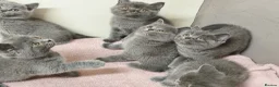 British Shorthair cats for sale: British Shorthair Kittens Imported Parents  in Peterborough - Advert 1