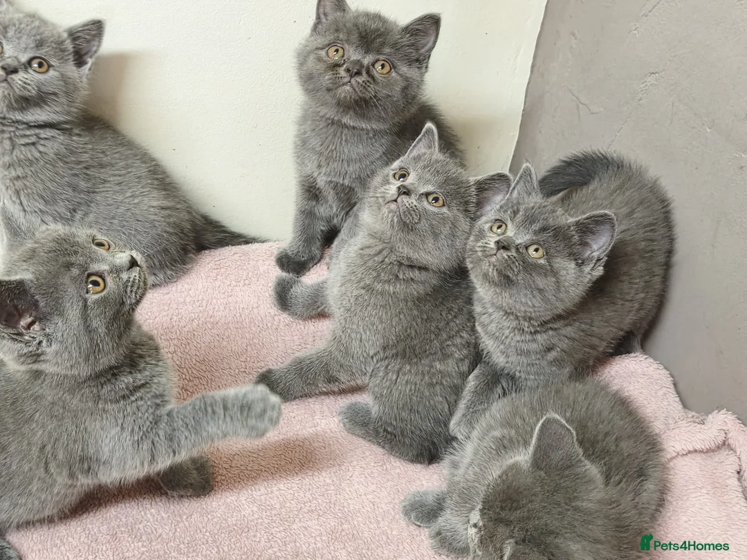 British Shorthair cats for sale: British Shorthair Kittens Imported Parents  in Peterborough - Advert 1