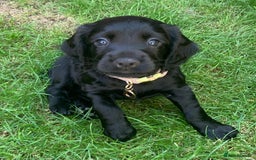 Cocker Spaniel dogs for sale: Gorgeous WCS pups - Image 15